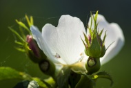 Wood anemone (Anemone nemoros...