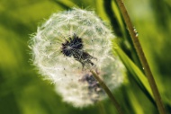 Dandelion (Taraxacum sp.), bl...