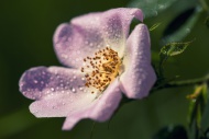 Dog rose (Rosa canina), bloss...