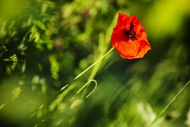 Red poppy of Field poppy (Pap...