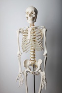 Skeleton