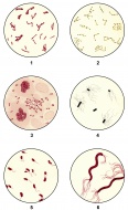 Bacteria smears of germs for ...