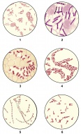 Bacteria smears of germs for ...