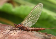 Ruhende Eintagsfliege (Baetidae)