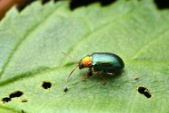 Flohkfer (Crepidodera aurata...