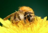 Hummel (Bombus pascuorum) bei...