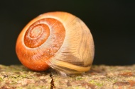 Schneckenhaus (Cepaea) vor sc...