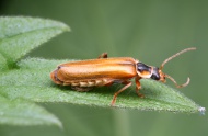 Brauner Weichkfer (Cantharid...