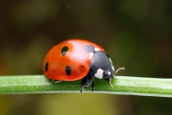 Marienkfer (Coccinella septe...