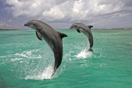 Common Bottlenose Dolphin (Tu...
