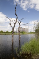Dead trees in the water, RWE ...