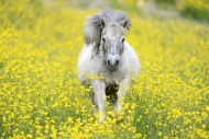 Shetland pony on a field of b...