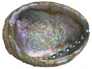 Iridescent Abalone Shell Inte...