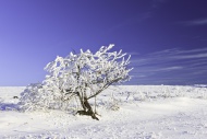 Young tree, in spite of snow ...