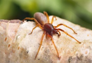 Spider (Dysdera crocata)