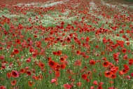 Field with red poppies (Papav...