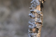 Branch with separating bark, ...