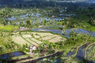 Indonesia, View of rice field...