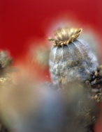 Poppy seed heads, close-up