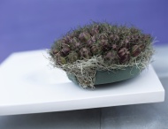 Nigella damascena in flowerpot