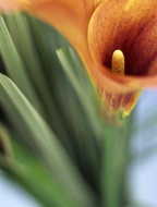 Calla blossom, close-up