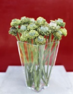 Poppy seed in vase