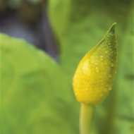 Germany, Bud of yellow flower...