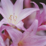 Germany, Belladonna lily, clo...