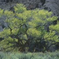 USA, Arizona, View of deciduo...