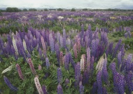 New Zealand, View of meadow o...