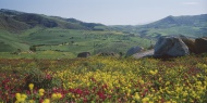 Italy, Sicily, View of flower...