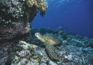 Marine turtle on coral reef