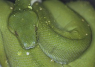 Brazil, Green tree python, cl...