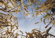 Germany, View of sky through ...