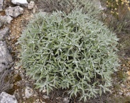 Sage (Salvia sp.), Cres Islan...