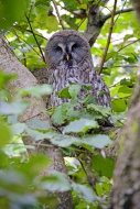 Great Gray Owl (Strix nebulos...