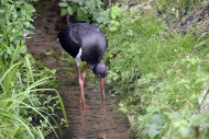 Black Stork (Ciconia nigra), ...