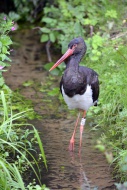 Black Stork (Ciconia nigra), ...
