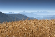 Grain field in the Andes, Per...