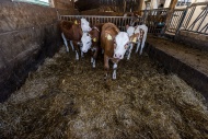 Calves in a barn, Bavaria, Ge...