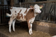 Calf in the barn, Bavaria, Ge...