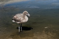 Young Andean Flamingo (Phoeni...