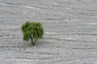 Tree in a dry river bed, Salt...
