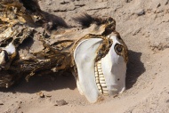 Donkey carcass in the desert,...