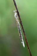 Common Winter Damselfly (Symp...