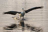 Australian Pelican (Pelecanus...