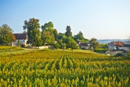 Corn field in front of a vill...
