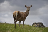 Roe Deer (Capreolus capreolus...