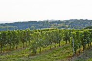 Wine-growing region of the Do...