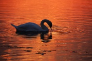 Mute Swan (Cygnus olor), Fede...